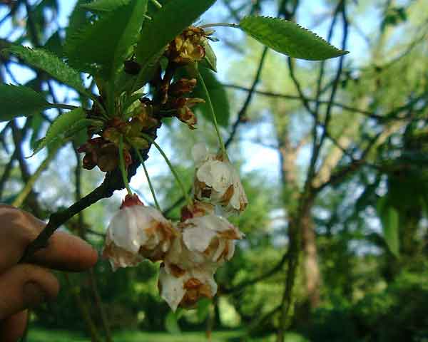 Wild Cherry Flowers No 20.